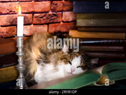 Fluffy cat lies on a paper book with candle Stock Photo