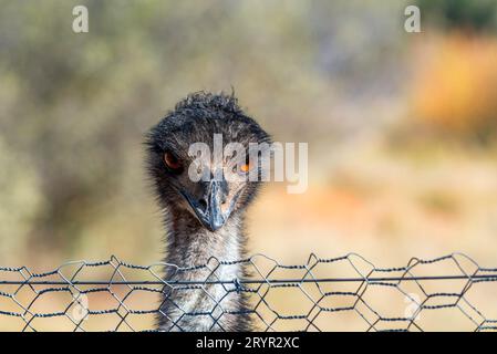 A closeup of an Australian Emu (Dromaius novaehollandiae) at the Alice Springs Desert Park in The Northern Territory, looking over a wire fence Stock Photo