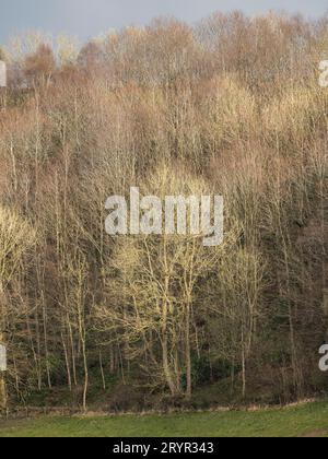Farmland in rural Shropshire shrouded in mist with silhouetted trees, Clun Valley, Shropshire, UK Stock Photo
