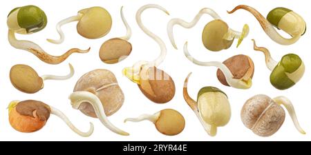 Sprouted beans, germinating lentil seeds, green mung and chickpeas isolated on white background Stock Photo