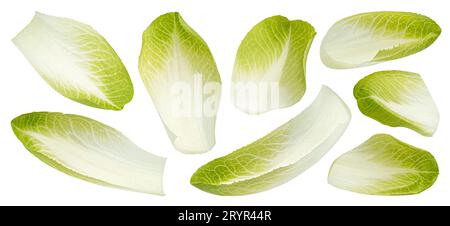 Fresh endive, green chicory salad leaves isolated on white background Stock Photo