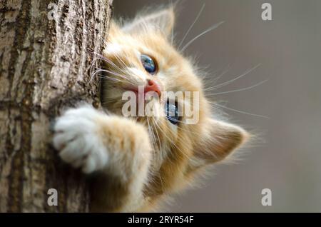 Ginger striped kitten climbing up a tree trunk Stock Photo