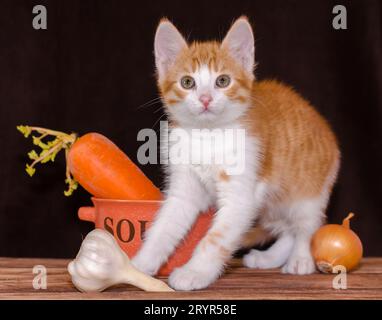 Small red kitten is sitting on the rough wooden boards of the table next to an orange bowl for soup and carrots with a green top Stock Photo