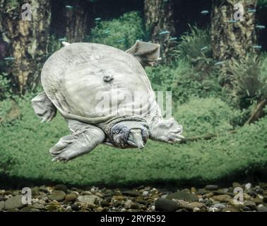 Freshwater turtle chinese trionix swims under water close up Stock Photo