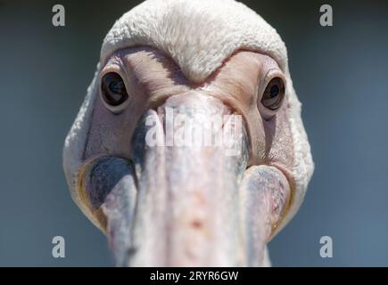 Portrait of a large white pelican close up Stock Photo