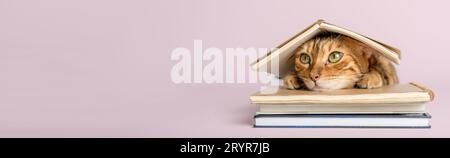 Smart scientist cat with books on a colored background. Stock Photo