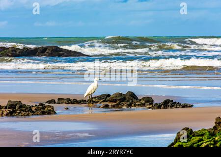 A great white egret on the beach, Sarasota, Florida, USA Stock Photo ...