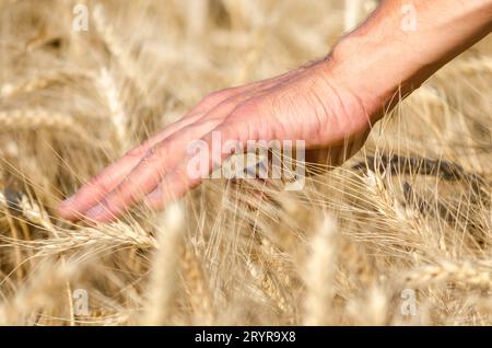 Farmers male hand touching spikelets of wheat on the field Stock Photo