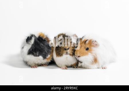 Three motley guinea pigs on a white background Stock Photo