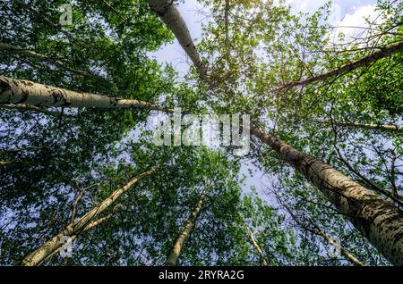 Bottom view of tall trees in the forest against the sky and clouds Stock Photo