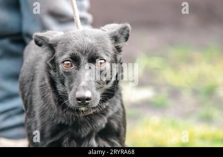 Black mongrel dog on a leash Stock Photo