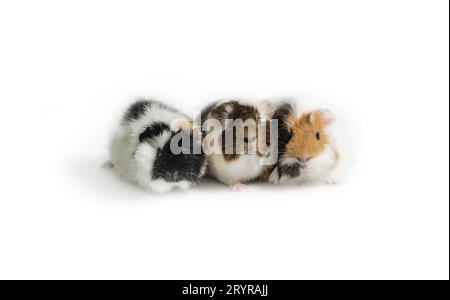 Three motley guinea pigs on a white background Stock Photo
