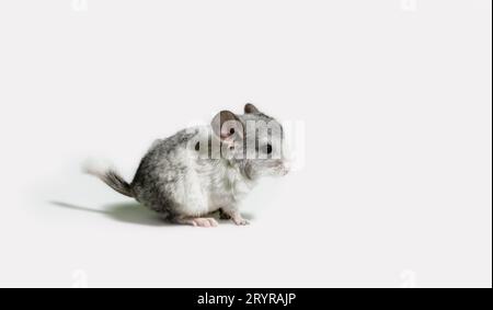One small gray mouse on a white background close up Stock Photo