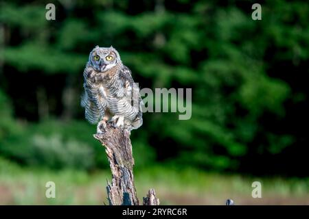 A small brown owl is perched atop a piece of wooden log, facing forward with its bright yellow eyes and black-tipped beak pointed upwards Stock Photo