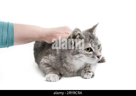 Female hand stroking a silver adult cat Stock Photo
