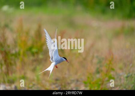 Arctic Tern (Sterna paradisaea) flying in with a Sandeel food n its beak Stock Photo