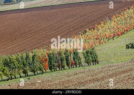 Vignes en début d'automne à Reulle-Vergy, rangs oranges et rangs verts. Vines in early autumn at Reulle-Vergy, orange rows and green rows. Stock Photo