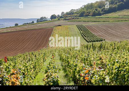 Vignes en début d'automne à Reulle-Vergy, rangs oranges et rangs verts. Vines in early autumn at Reulle-Vergy, orange rows and green rows. Stock Photo