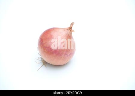 Single Onion isolated on white background Stock Photo