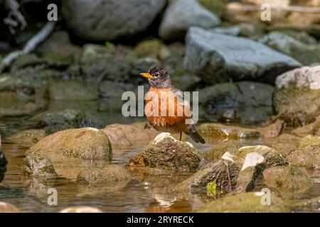 The American robin (Turdus migratorius) Stock Photo