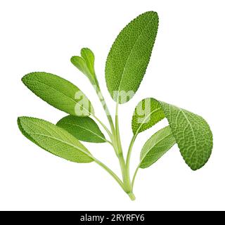 Fresh sage twig isolated on white background, full depth of field Stock Photo