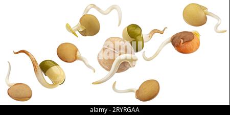 Falling sprouted beans, germinating lentil seeds isolated on white background Stock Photo