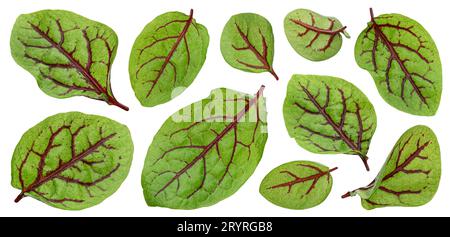 Fresh green chard leaves or mangold salad leaves isolated on white background Stock Photo
