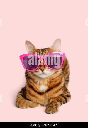 Portrait of a Bengal cat in colored sunglasses on a colored background. Stock Photo