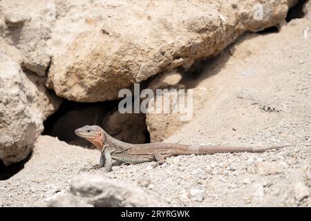 A Gran Canaria giant lizard, Gallotia simonyi stehlini. The large lizard species is endemic to the Canary Islands, Spain. They are a protected species Stock Photo