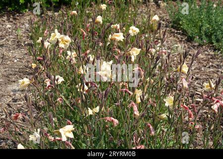 Oenothera odorata, smelling evening primrose Stock Photo