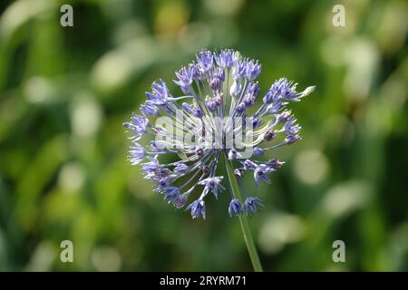 Allium caeruleum, blue globe onion Stock Photo