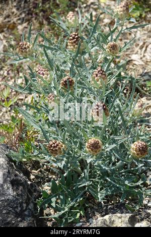 Rhaponticum coniferum Syn. Leuzea conifera Stock Photo