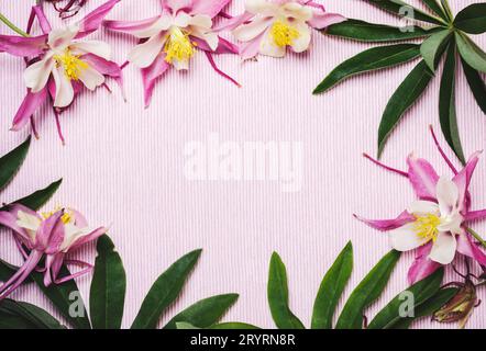 Floral summer pink background. Frame of aquilegia flowers and green leaves Stock Photo