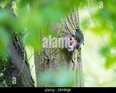 Scene, Common Starling, Sturnus vulgaris, feeding chicks in nest hole with insect. Hardworking birds. Stock Photo