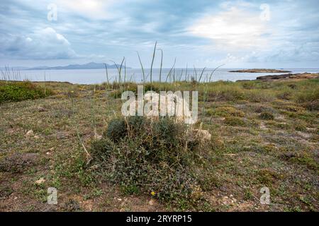 Natural beach near city Can Picafort. Balearic Islands Mallorca Spain. Stock Photo