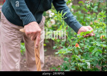 Elder man take care of plants at garden of nursing home for retirement Stock Photo