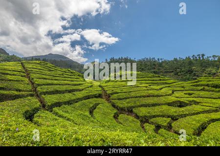 Rancabali Tea Plantation near Bandung in West Java, Indonesia. Stock Photo