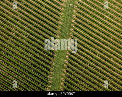 An aerial view of an expansive lush green vineyard in the Hamptons on a bright sunny day Stock Photo