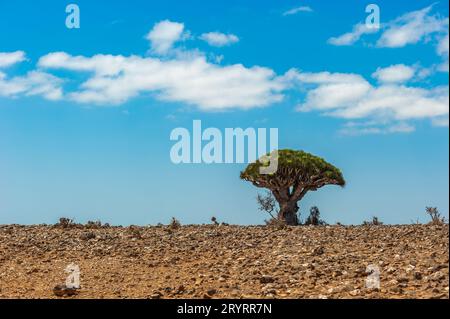 Dragon trees on Socotra Island, Yemen Stock Photo