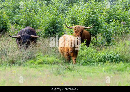 Free-living herd of black Scottish Highland bull with brown cow and brown calf in Drenthe nature reserve along Rolder Diep between Rolde and Anderen Stock Photo