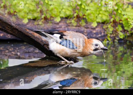 Close up of a water drinking jay, Garrulus glandarius, standing bent over on a branch in the water with water running out of the beak with nice reflec Stock Photo