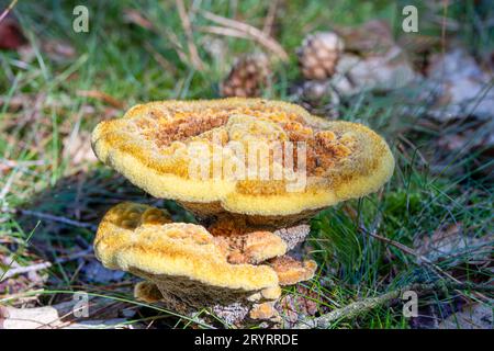 Close up of a yellow colored hairy Velvet-top fungus, Phaeolus schweinitzii, Stock Photo