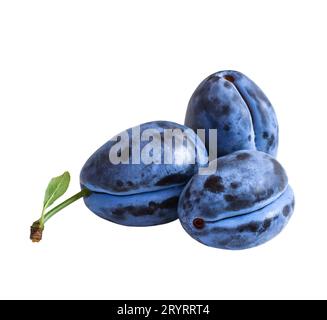 Three dark blue plums  isolated on white background Stock Photo