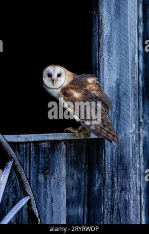 A brown and white barn owl perched on a wooden window sill in a rural barn setting Stock Photo