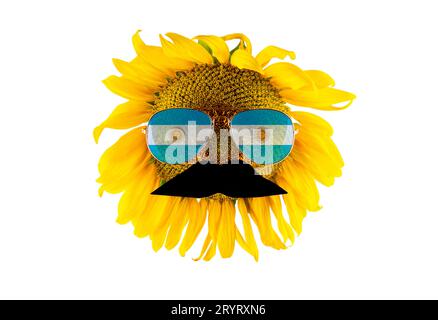 Sunflower with a mustache and glasses in the form of the Argentina flag (close-up), isolated on a white background. Largest producer of vegetable oil Stock Photo