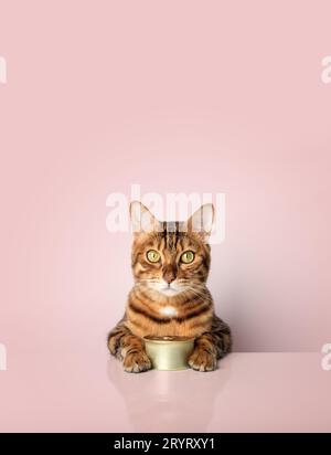 Bengal cat with a can of canned food on a colored background. Stock Photo