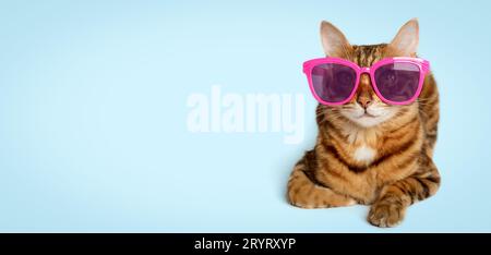 Portrait of a Bengal cat in colored sunglasses on a colored background. Stock Photo