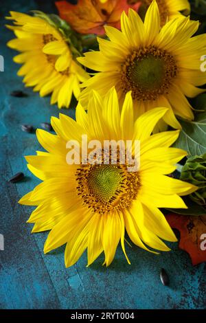 Creative autumn decor of sunflowers and leaves on a blue background. Nature trendy autumn composition. Stock Photo