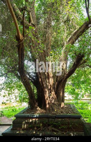 Beautiful Banyan tree from Kerala Temple. Stock Photo