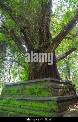 Beautiful Banyan tree from Kerala Temple. Stock Photo